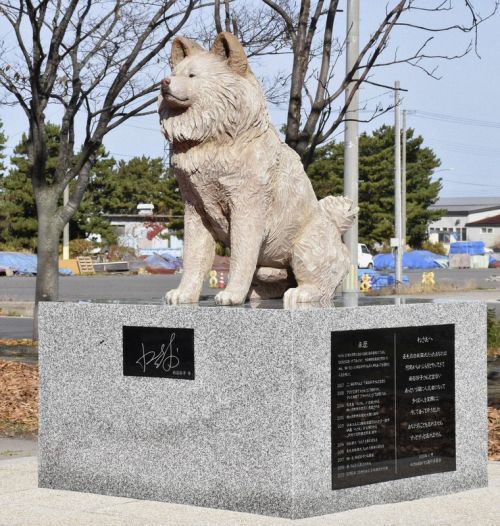tuong-akita-wasao tuong-akita-wasao